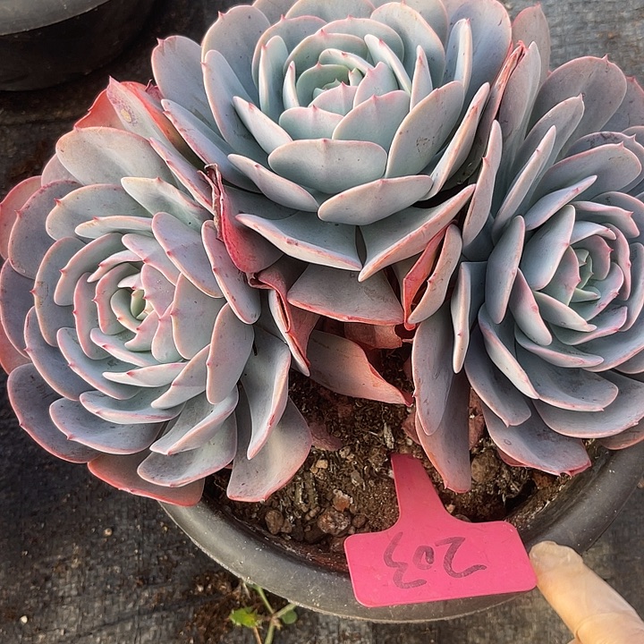 两单包邮，一物一拍台阁203