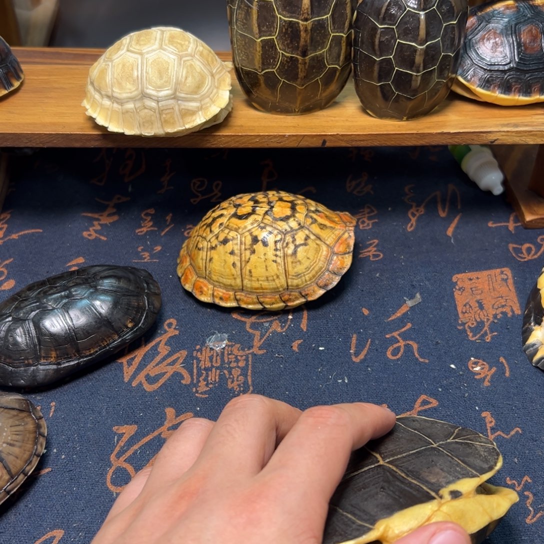 随***盒呀呀呀呀呀呀呀呀呀