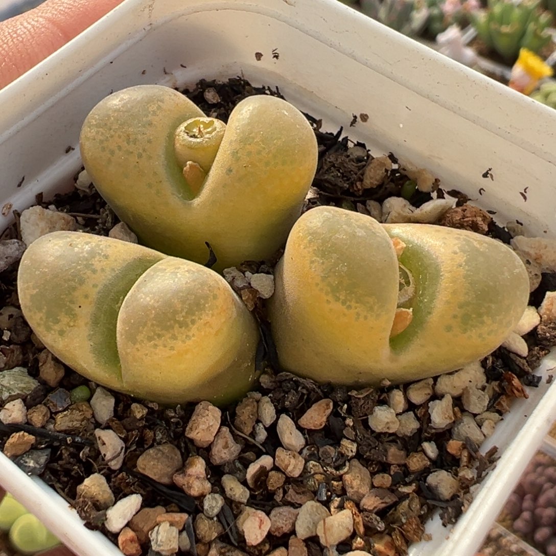052多肉植物种类d
