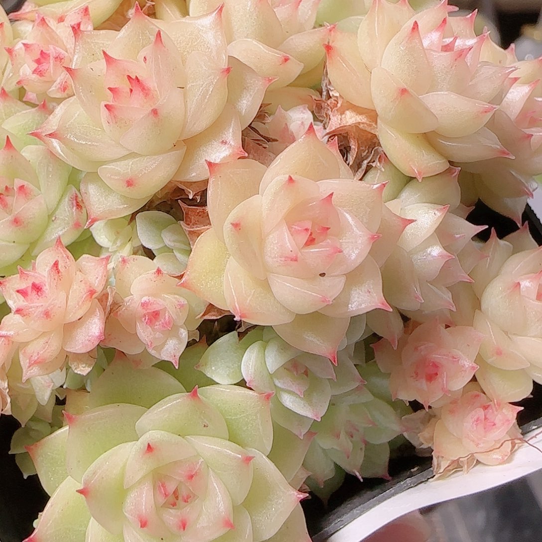 花语逸镜1127-83散