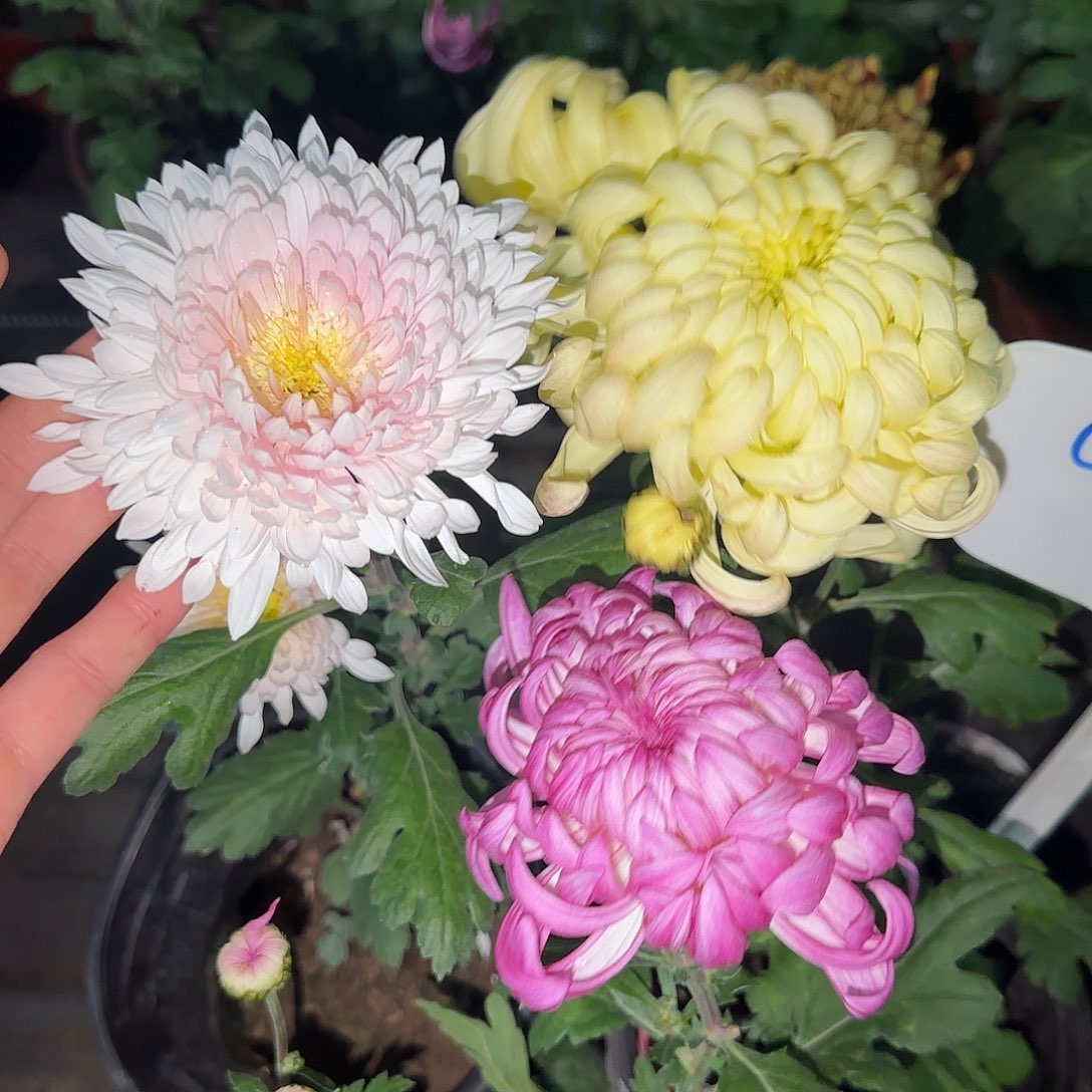 全部花朵C222222222