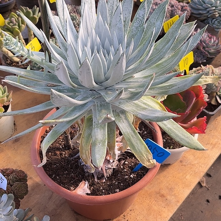 周***周000000000000000001050