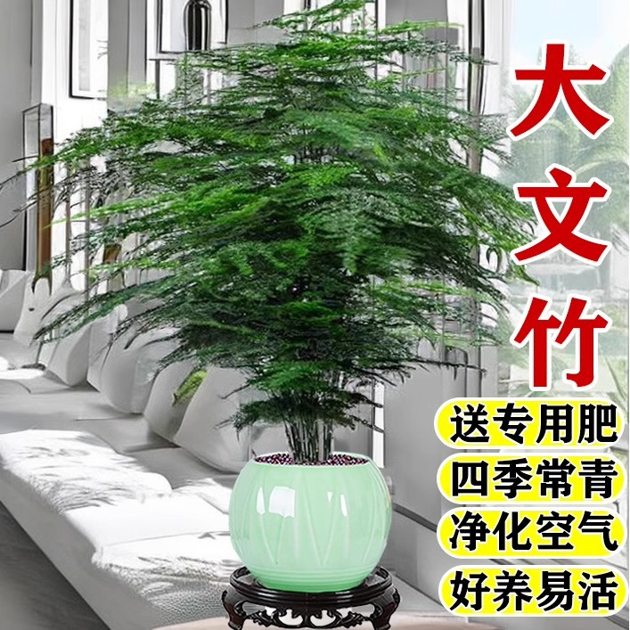 大文竹盆栽室内客厅绿植高端水培植物办公室室内水培四季开花绿植