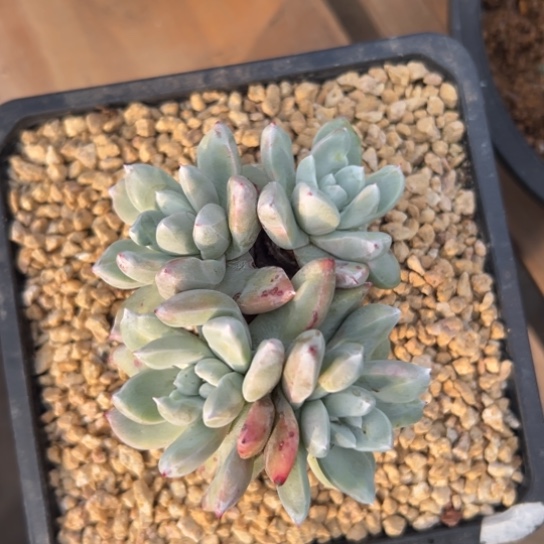 胖嘟嘟叶泡芙～一物一拍就7916