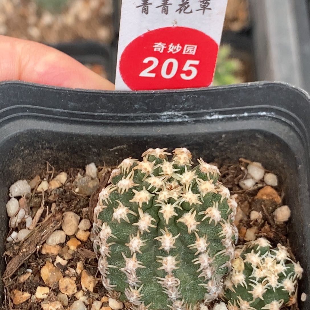 实生短豪刺七巧柱群一颗仙人球