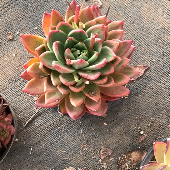 沉***川每周特价活动开始啦