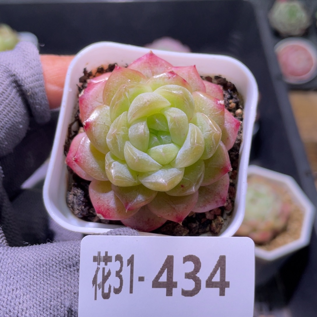 花利美31-434新品