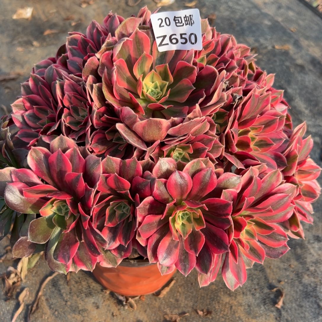 650女妖，满20包邮嘟叮熊