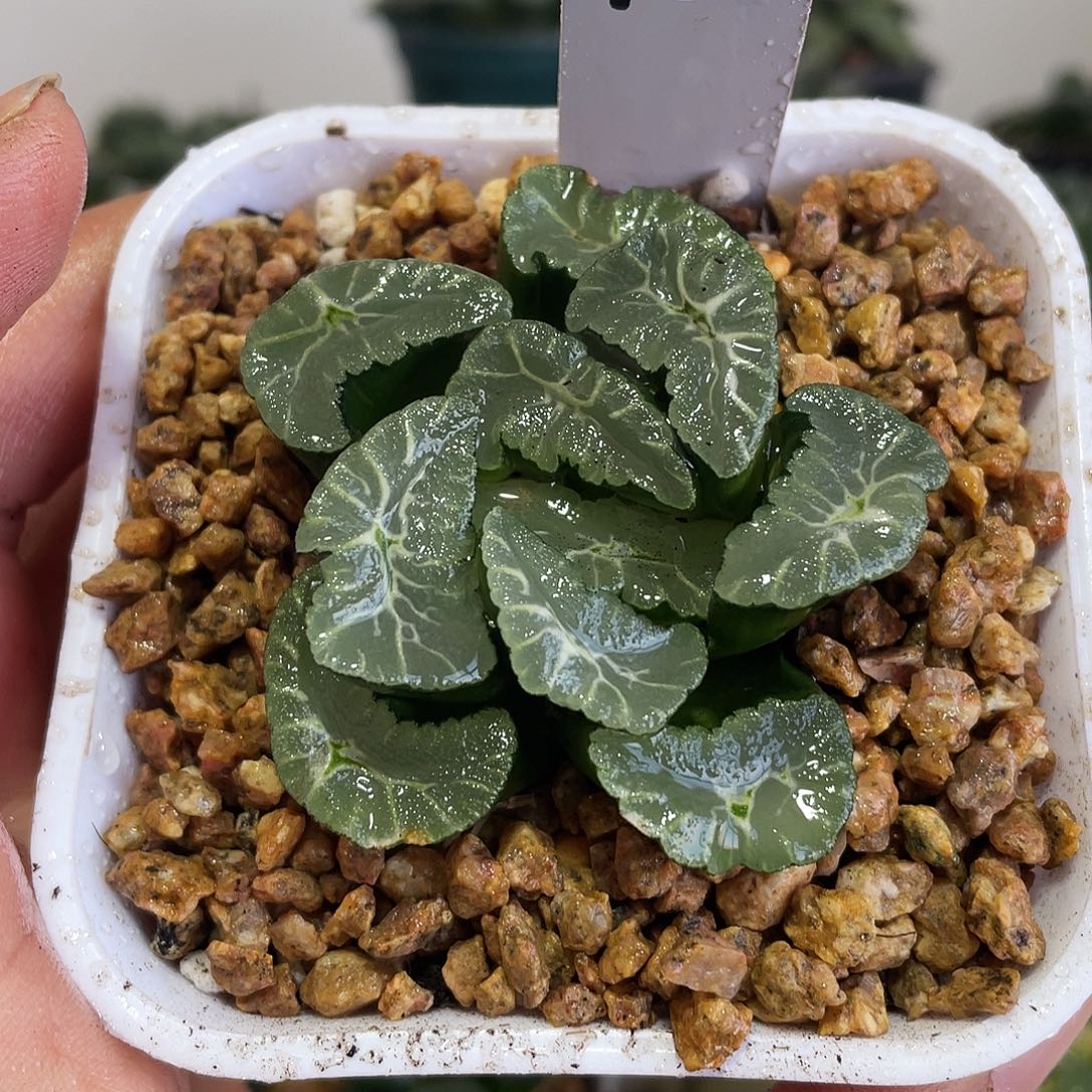 凤凰万象带白盆发