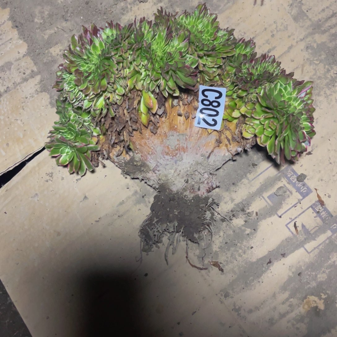 海王法师16-1包邮