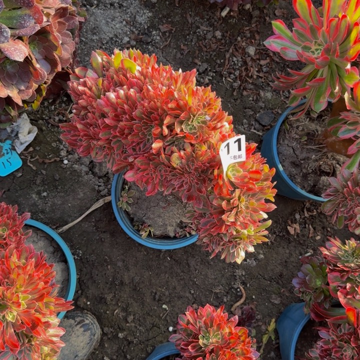 银月花29-21包邮花花