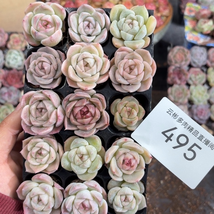 俞***嘉495。                 