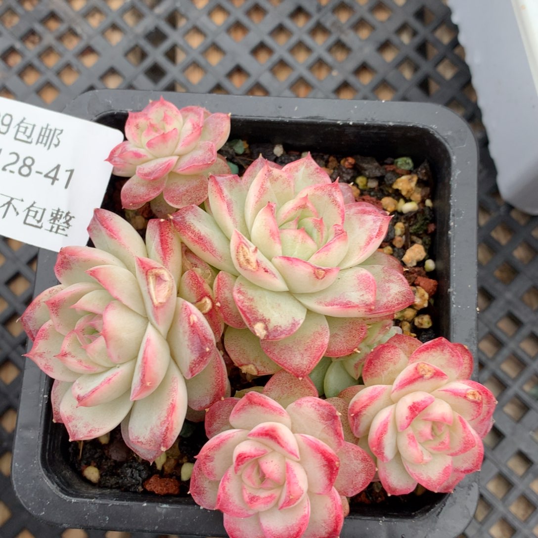 0128-41 女王优选