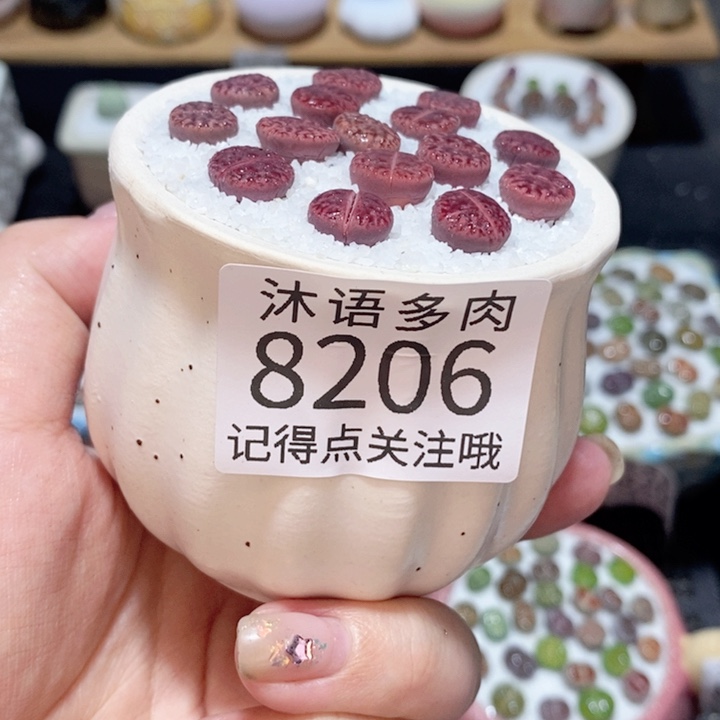 带盆土植物 精美盆栽8206