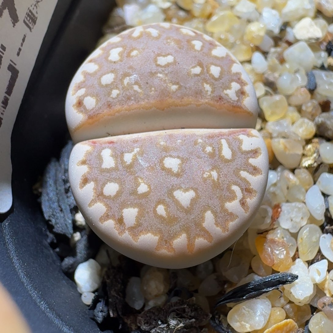 羽***3Sss便宜了便宜了1299