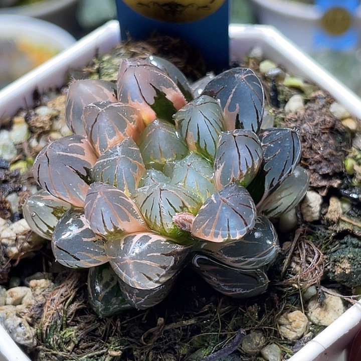 582完美霓虹灯锦福利