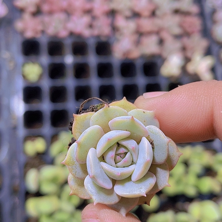 露娜莲【满10颗包邮】