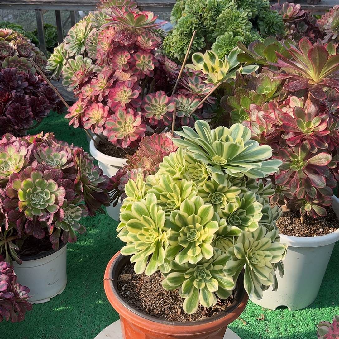 无花朵迈巴赫我法师多肉植物漂亮