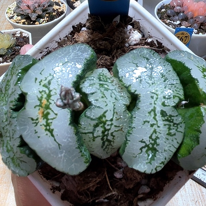 559蓝翼母本一物一拍