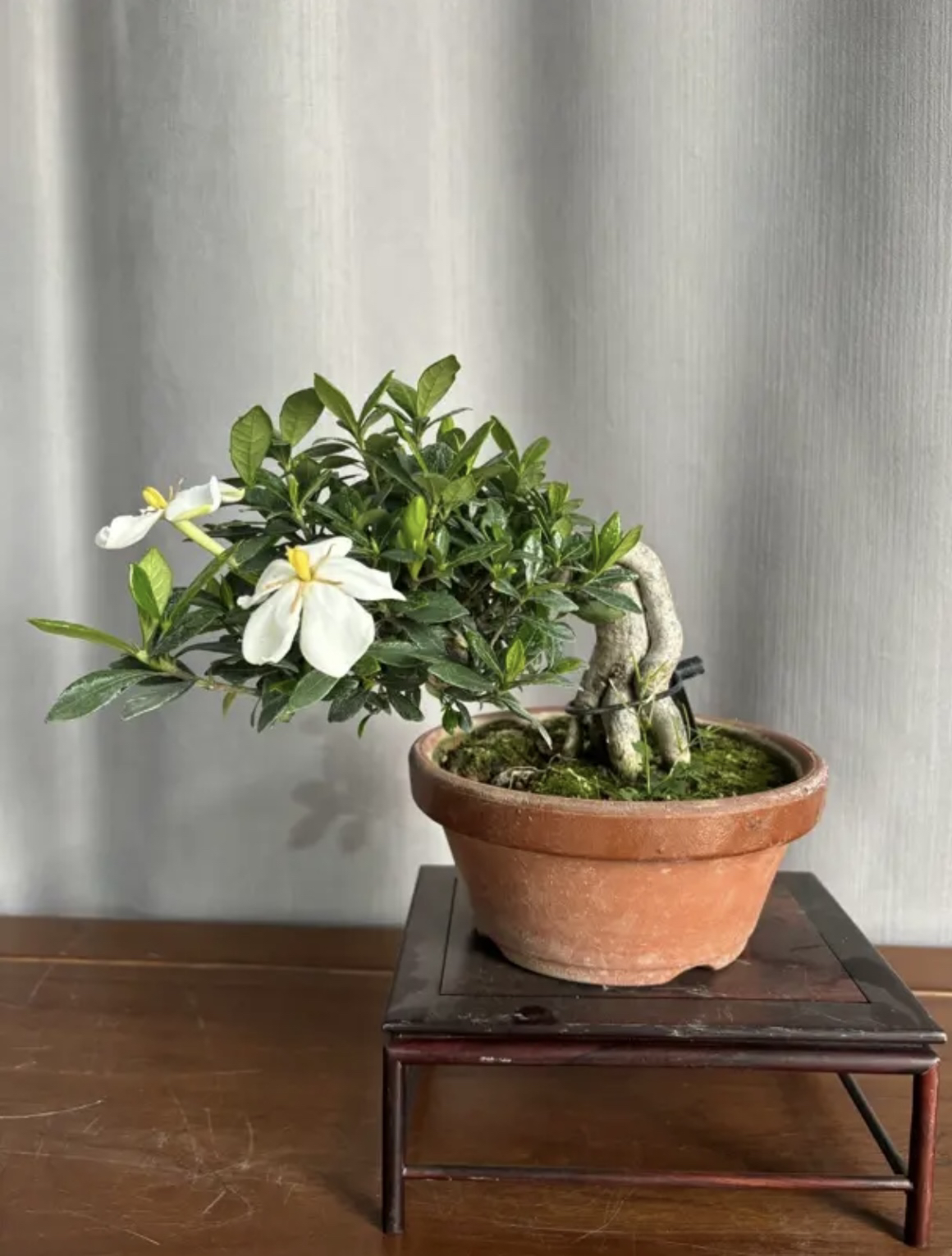 栀子花造型盆景进口盆景 日本盆栽老桩规格品种齐全 一物一拍