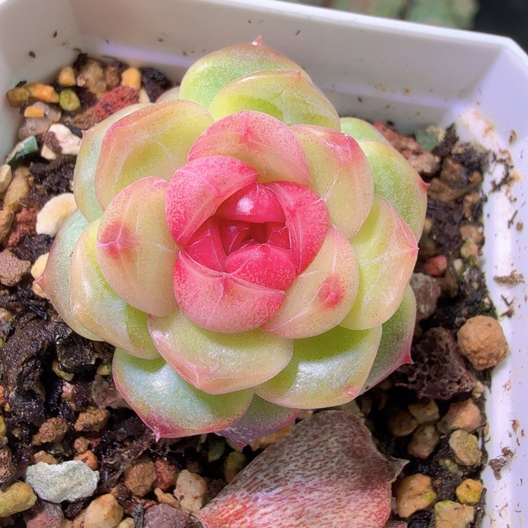 琴心单头一物一拍