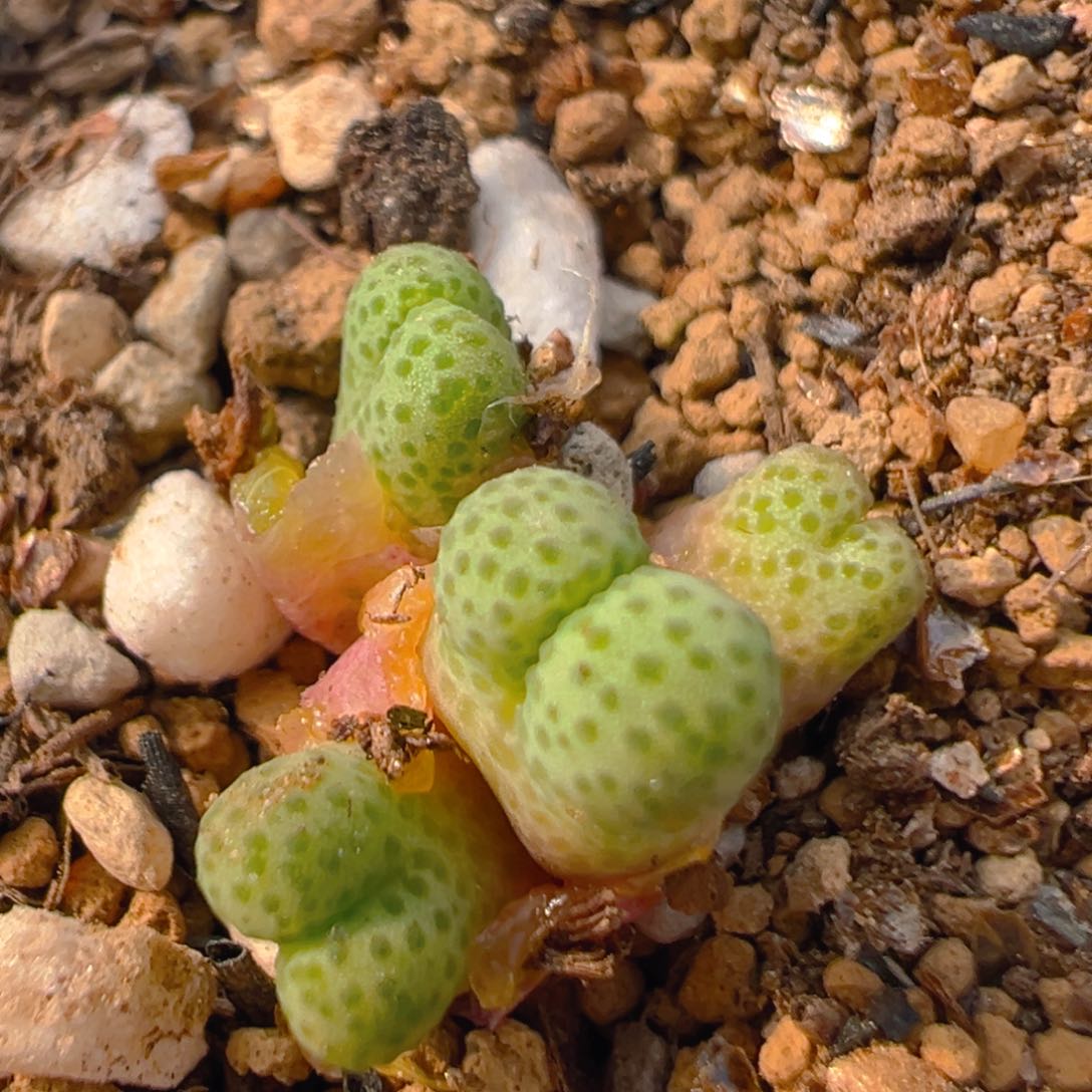 166多肉植物百科知识