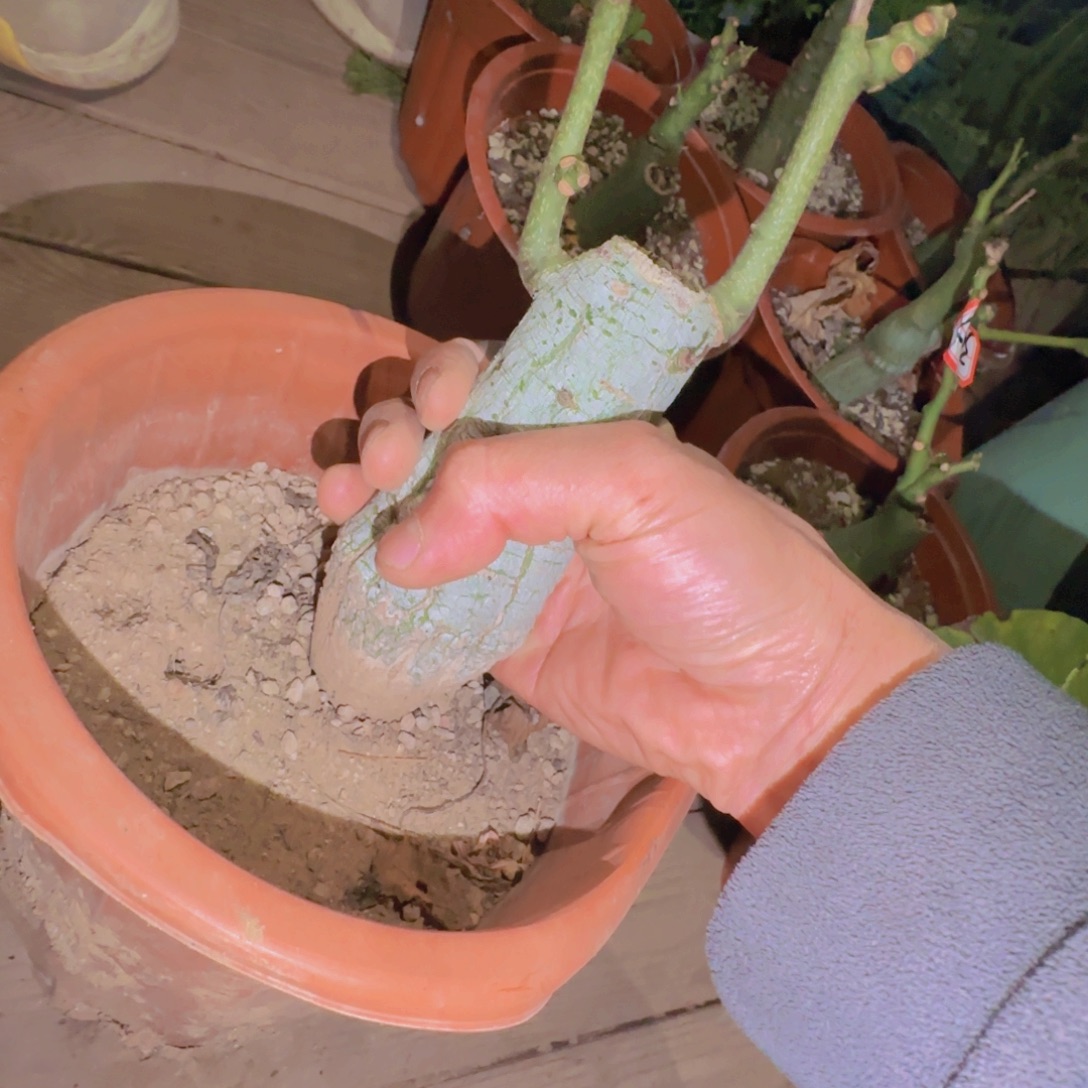 ****人块根植物块根植物