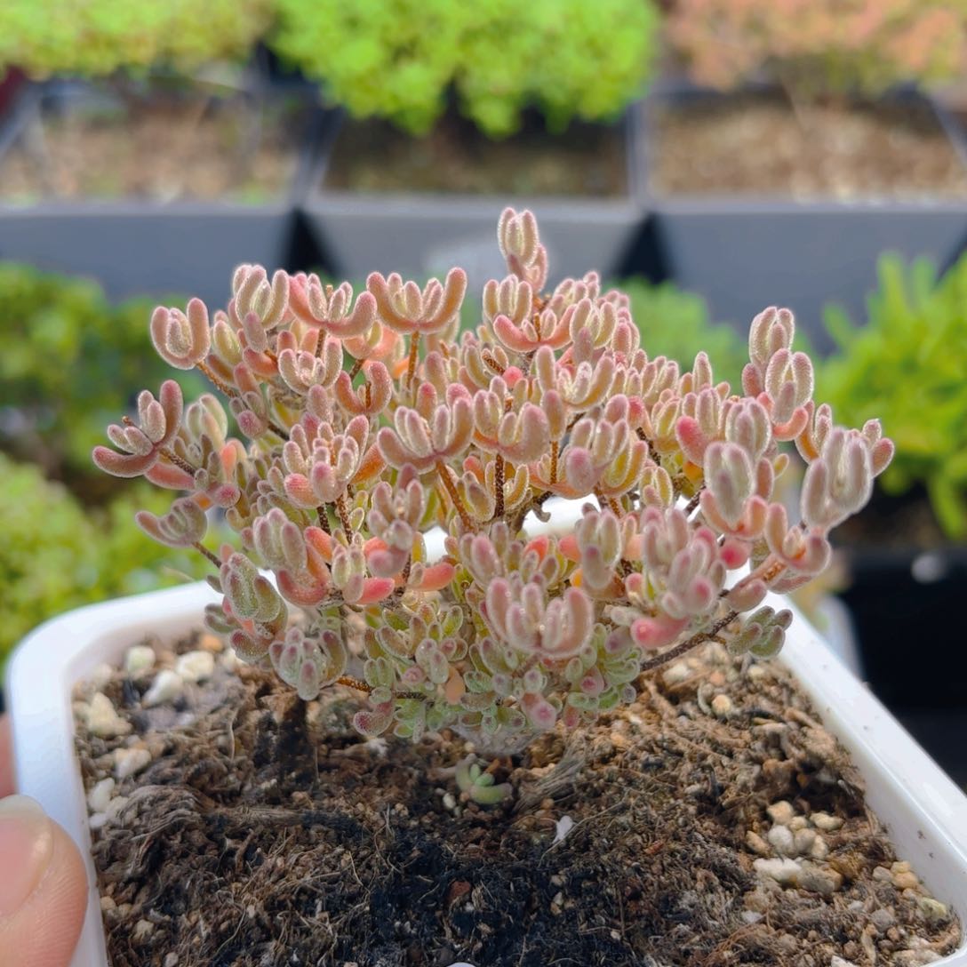 紫晶杂857。         