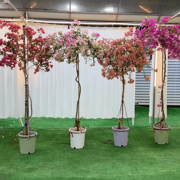 s***a无花朵111111111111111111111