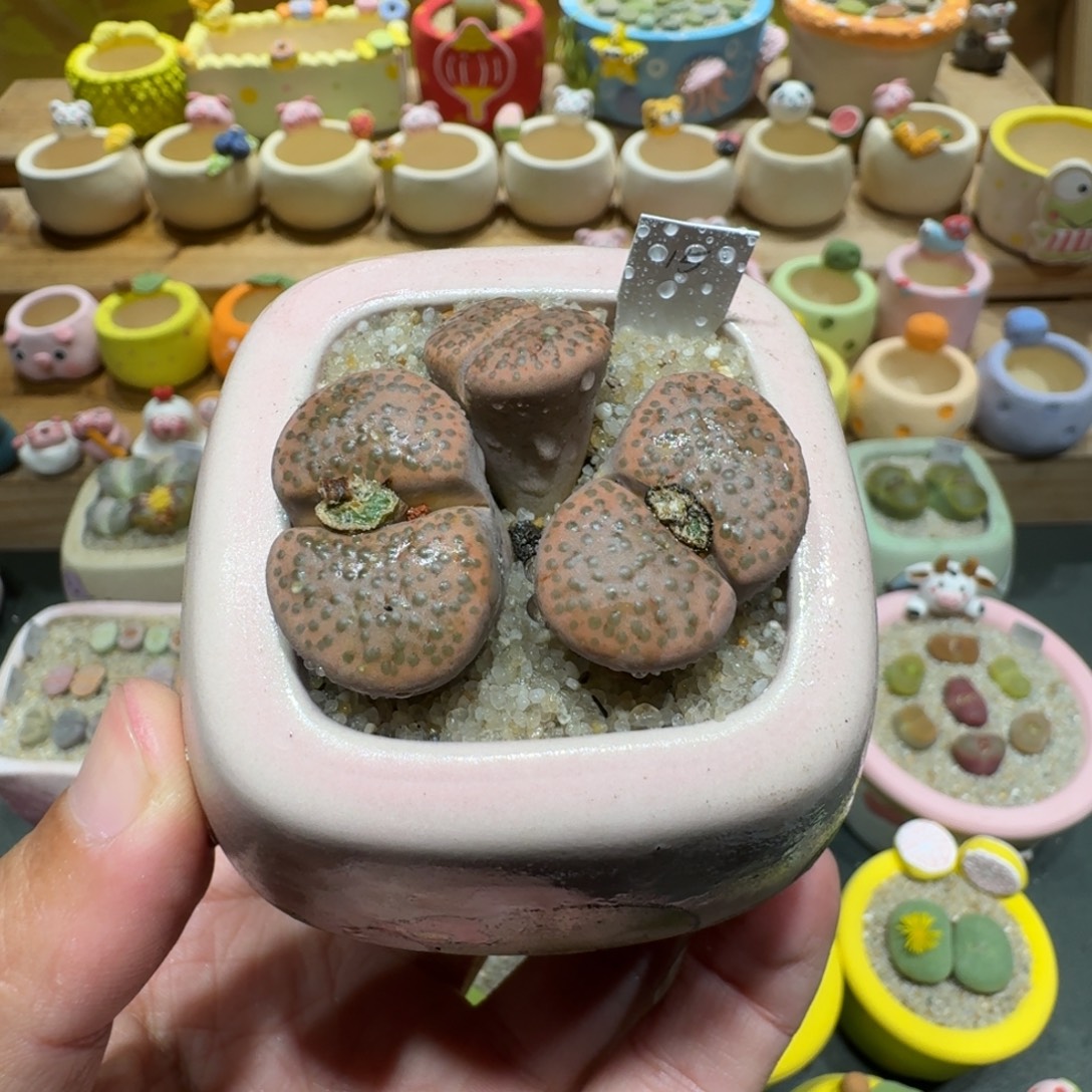 蘑菇1163微纹多肉植物