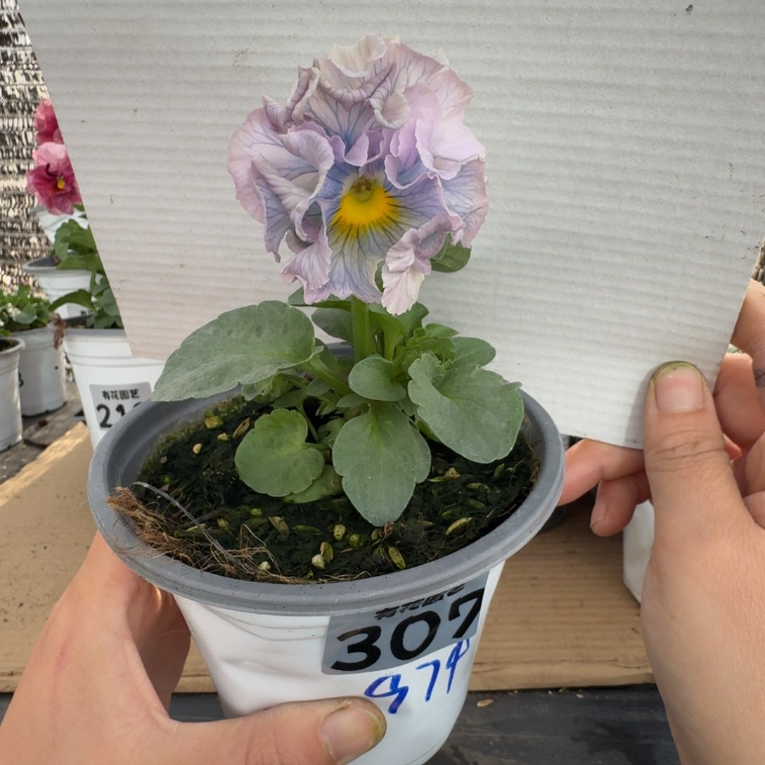 全部花朵307号角堇
