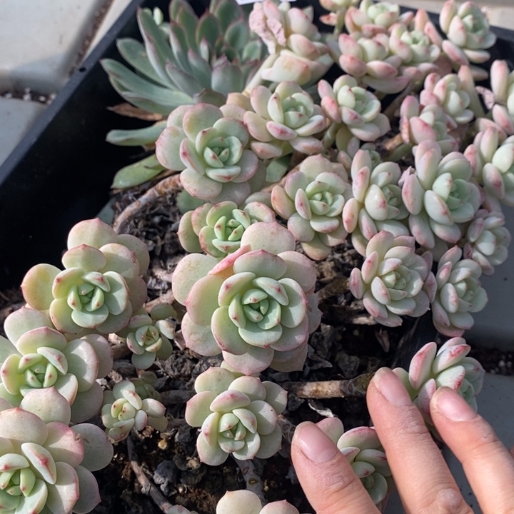 143 多肉植物盆栽花卉