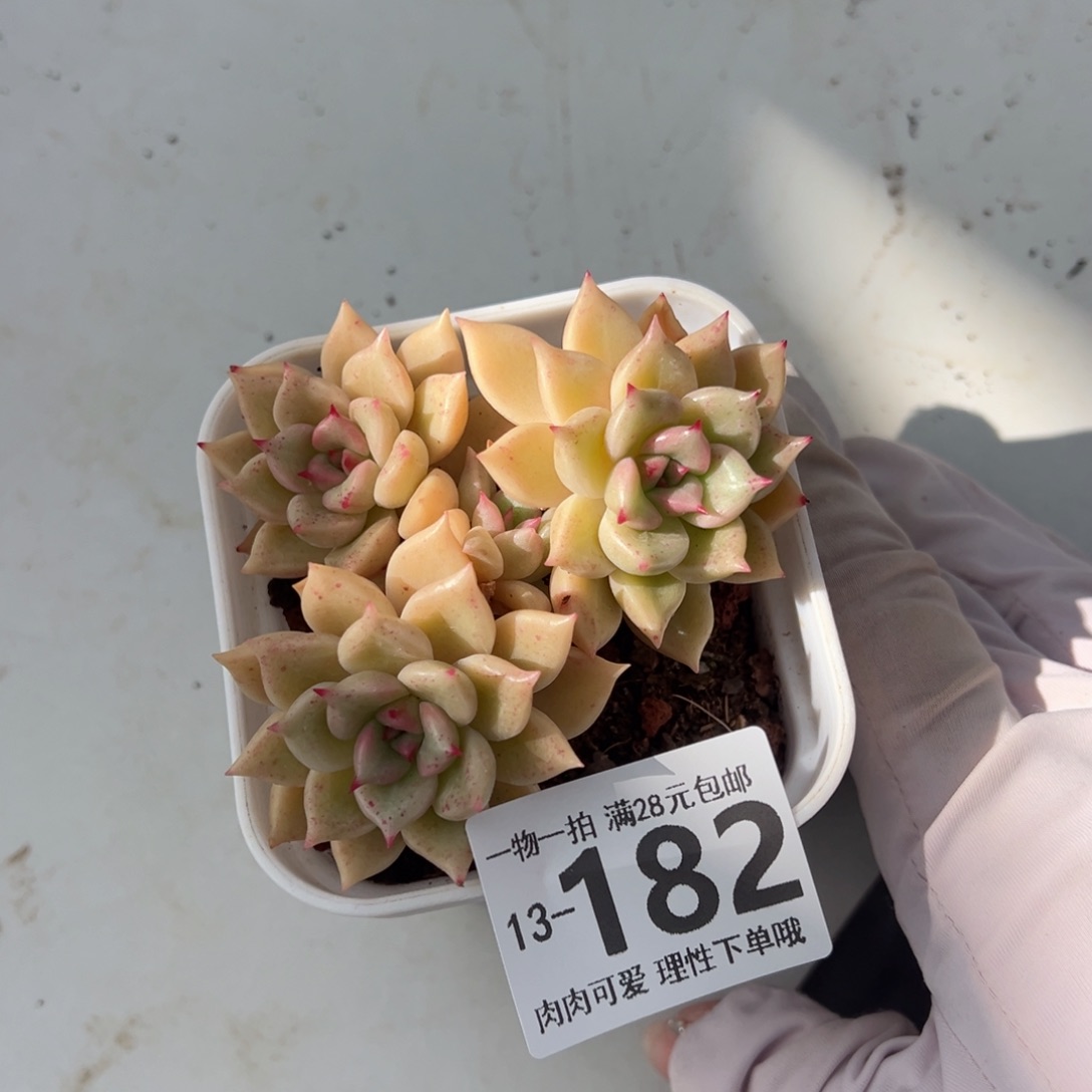 黄金璀璨多肉多肉多肉多