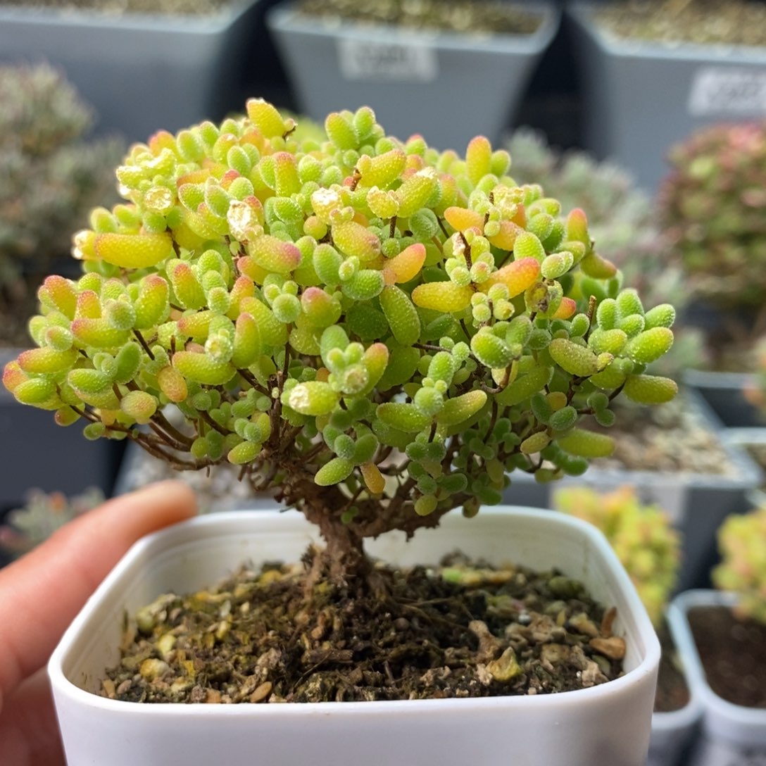 2186蜜橘糖球 。     