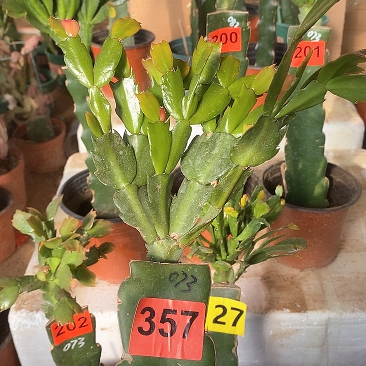 无花朵073/357号新疆不包邮