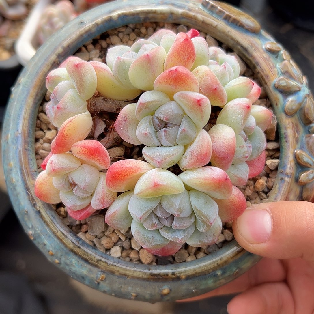 7头小脸奶油冰玉自然群