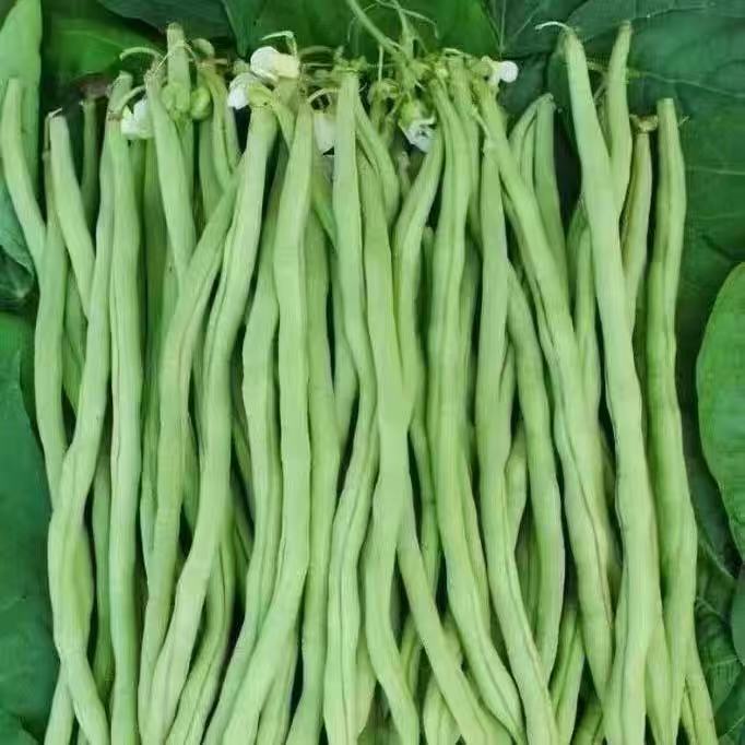 无筋豆当季新鲜蔬菜云南四季豆新鲜现摘露天种植当季农家时令蔬菜