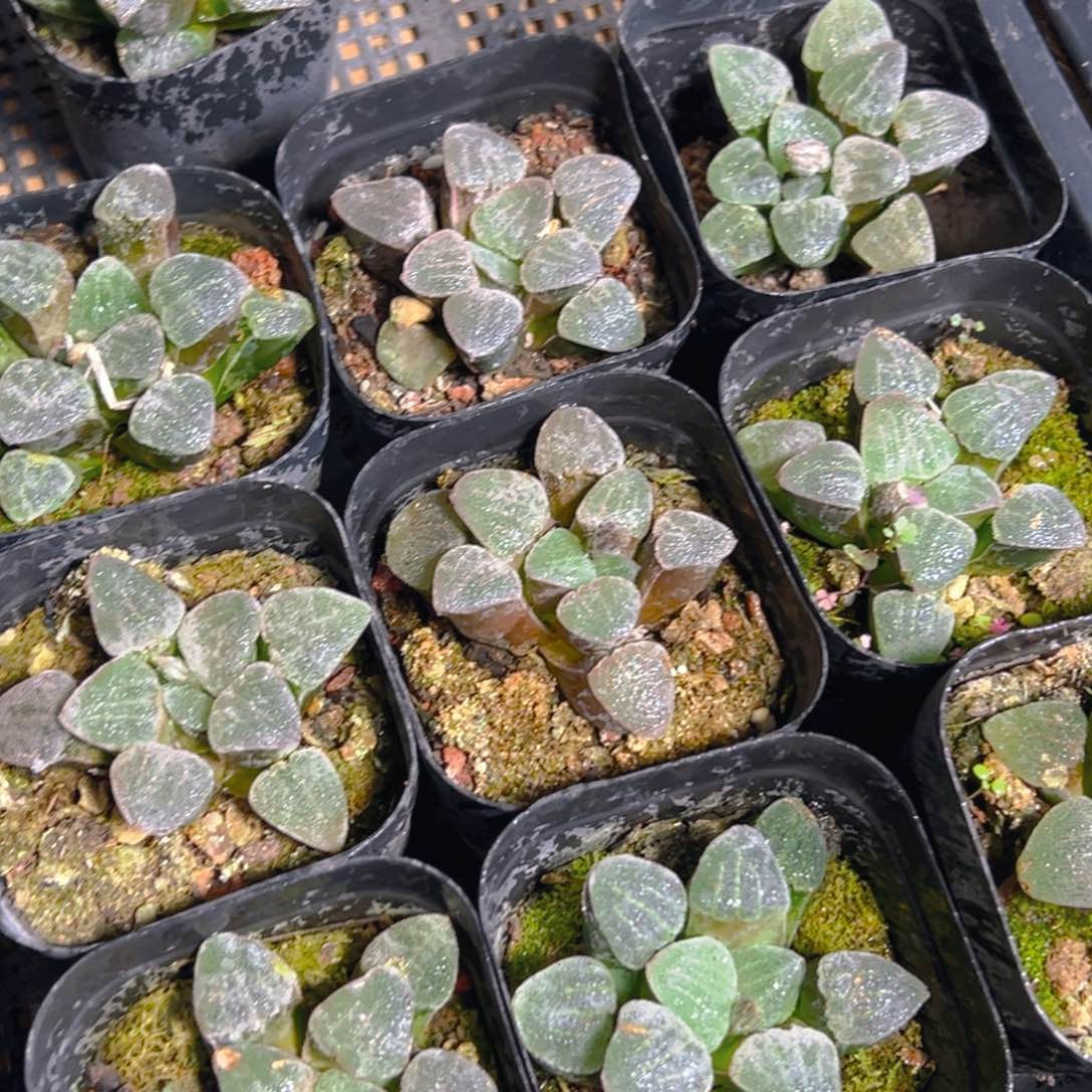 青瓷玉露多肉多肉一颗