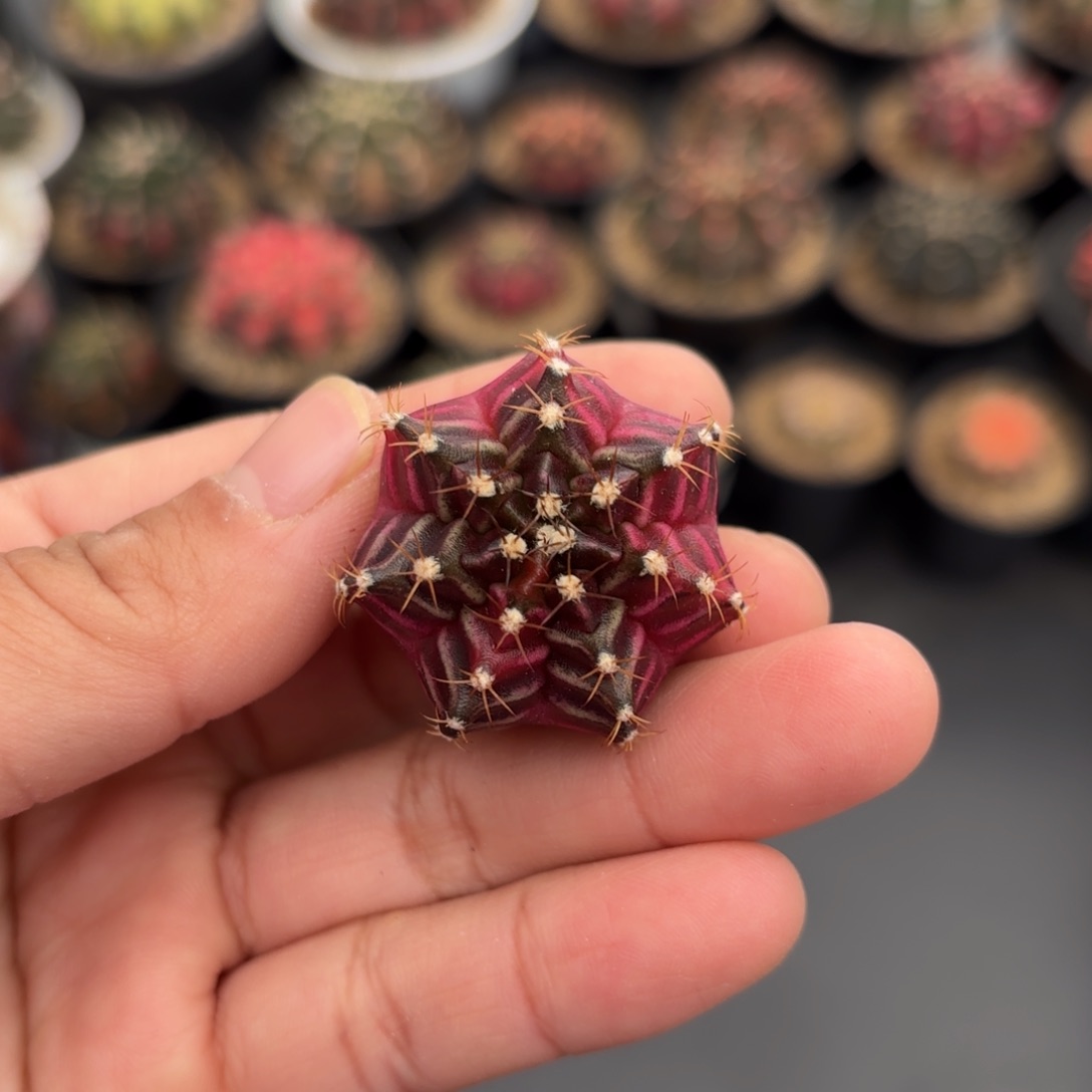 乌贼实生仙人球7号