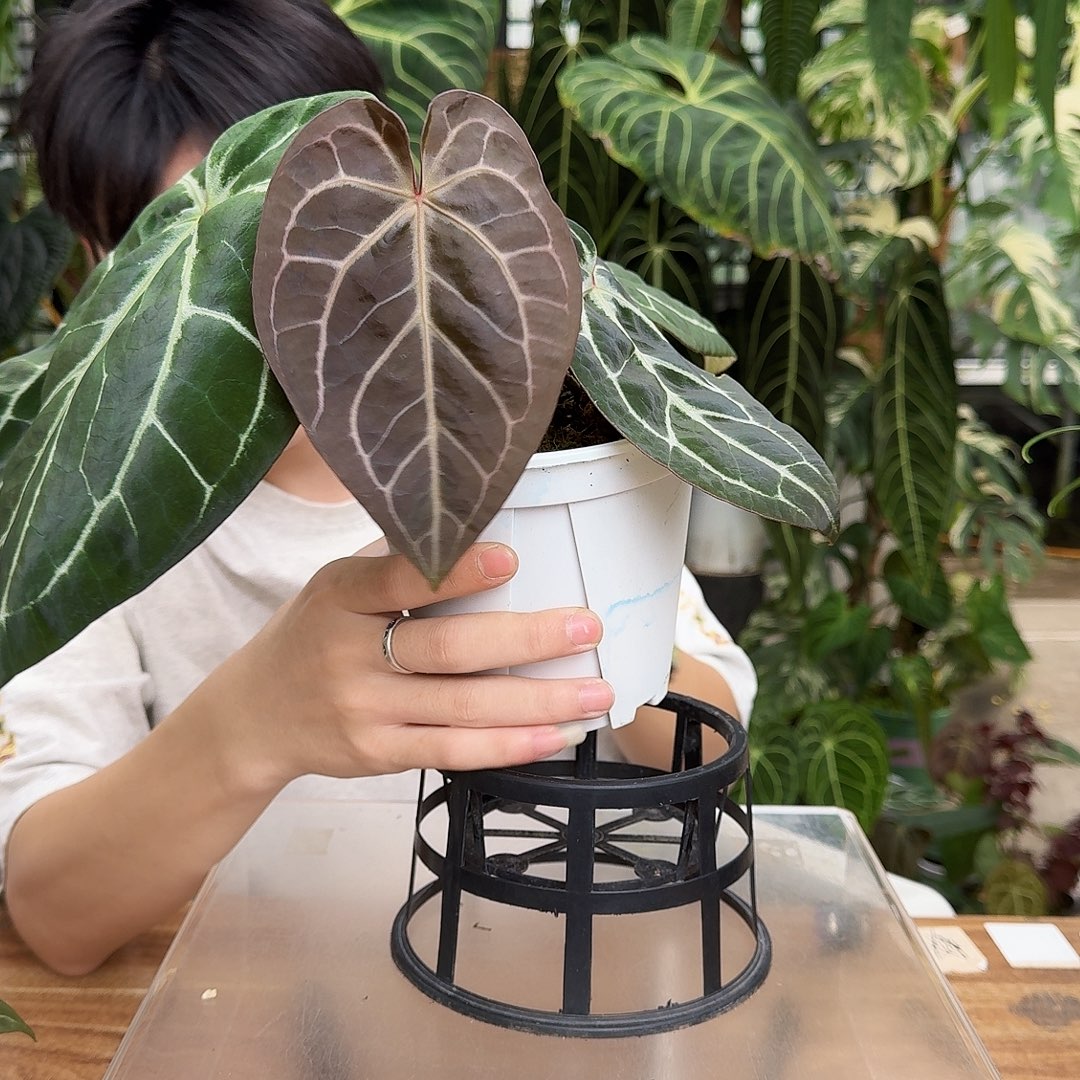 完全开放S94红水晶杂黑底撕裂纹