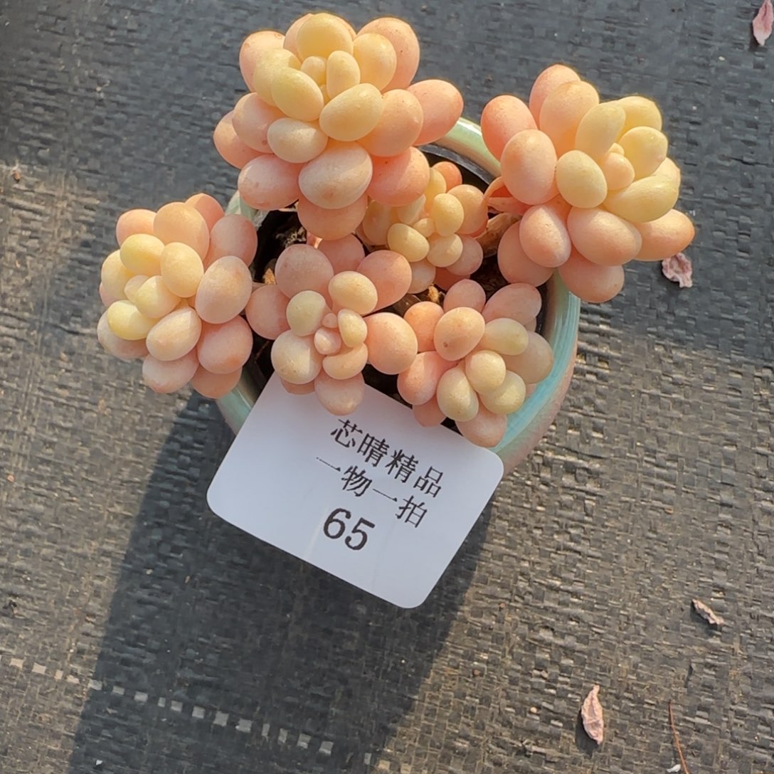 闪购精品多肉65号带盆
