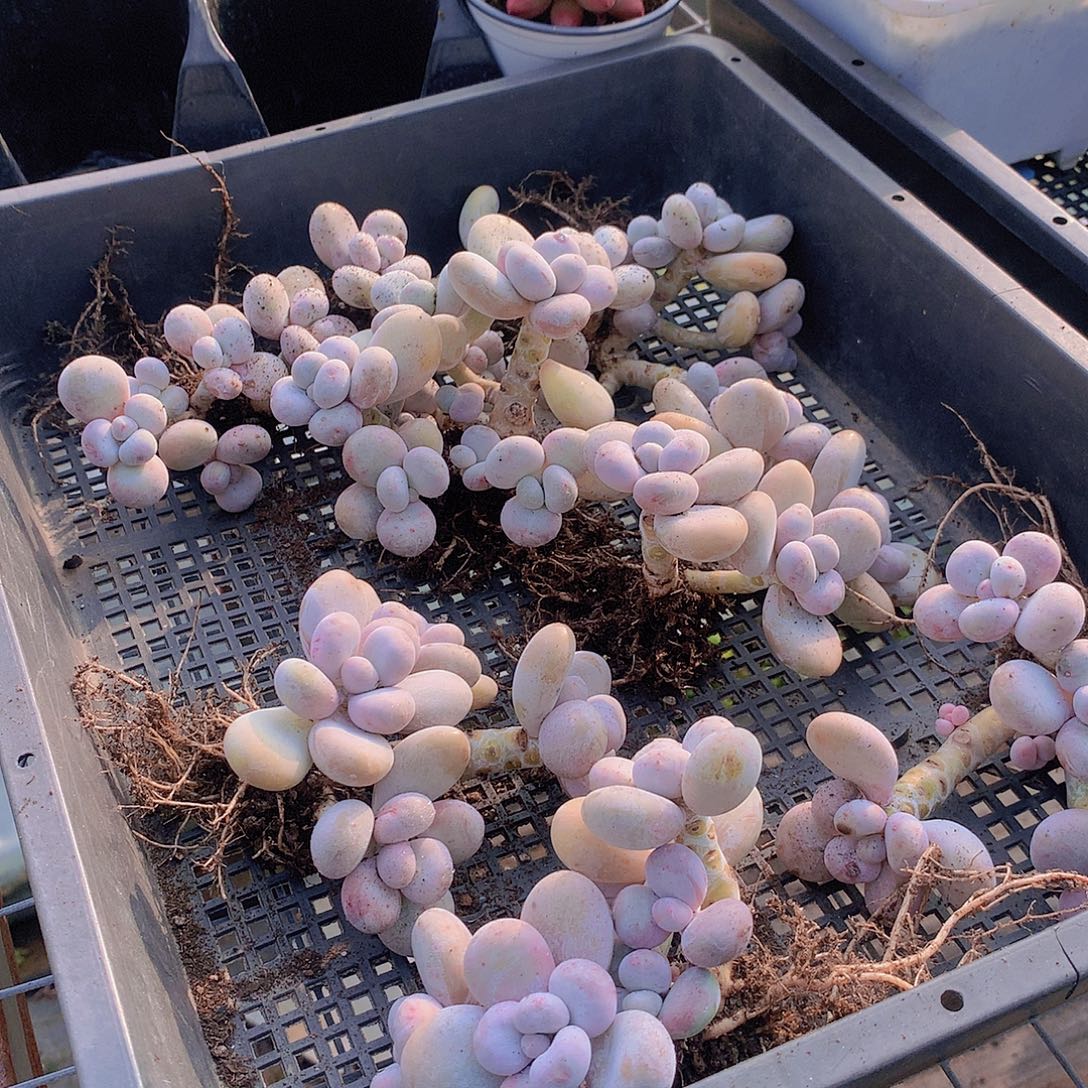 捡漏奶酪888888888888888