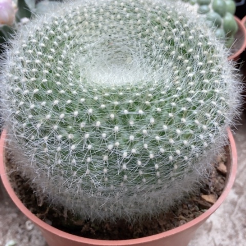 白雪光仙人球20亩仙人球