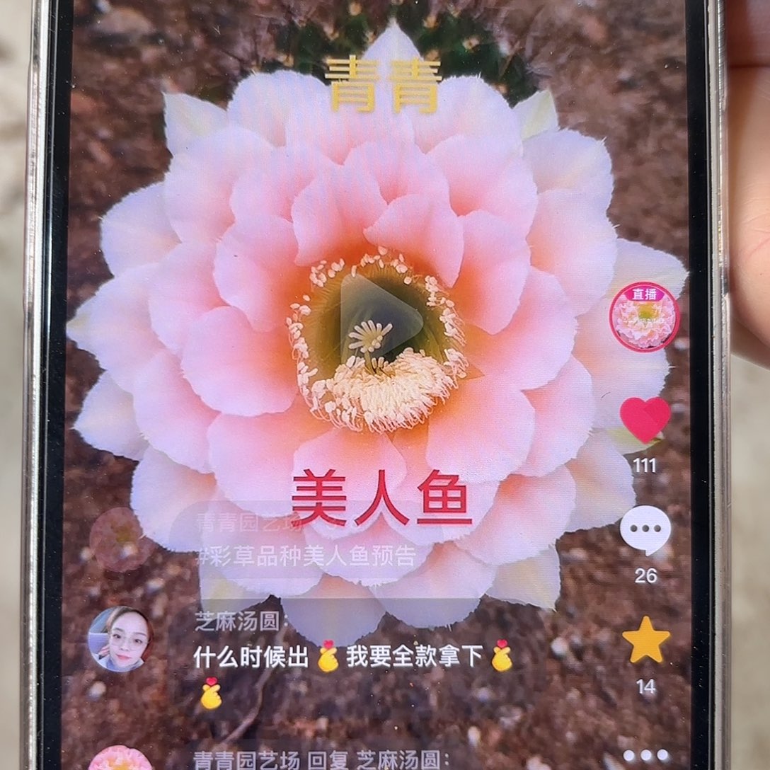 彩草青青美人鱼6-7公分左右