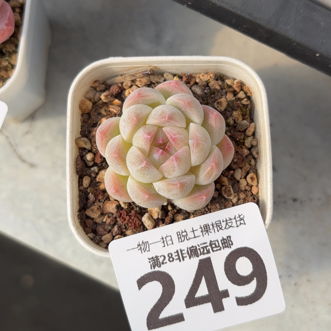 白桃汽水无盆土发货