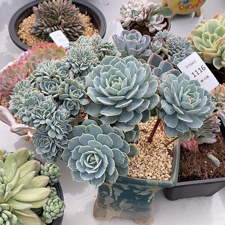 雪域蓝巴黎缀化多肉多肉1116