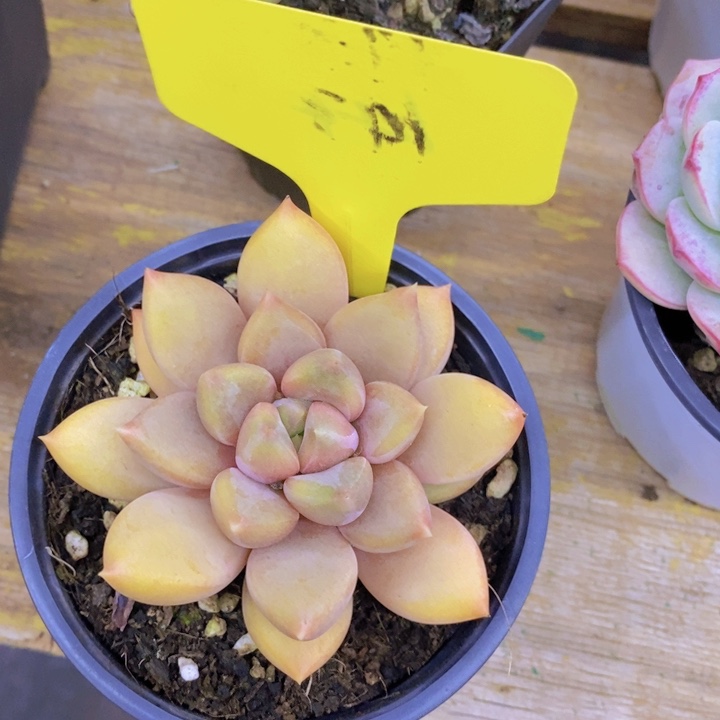 开心多肉植物多肉