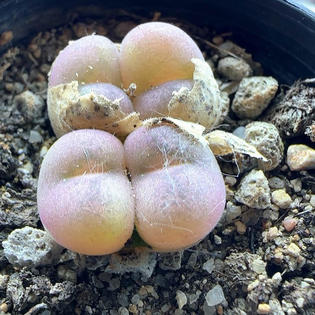 开播福利来啦45300