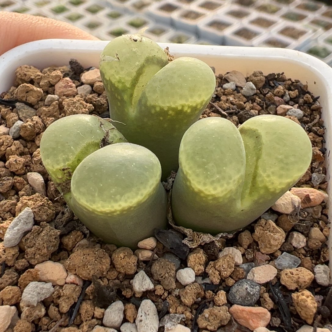 粉芭比多肉盆栽植物