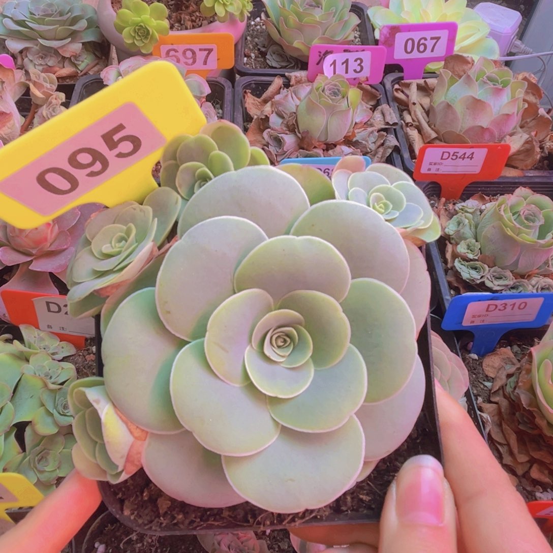 095山地玫瑰绿色